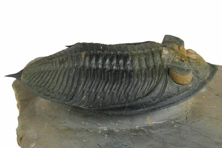 Fossil Zlichovaspis Trilobite - Orange Eye Facets #348392